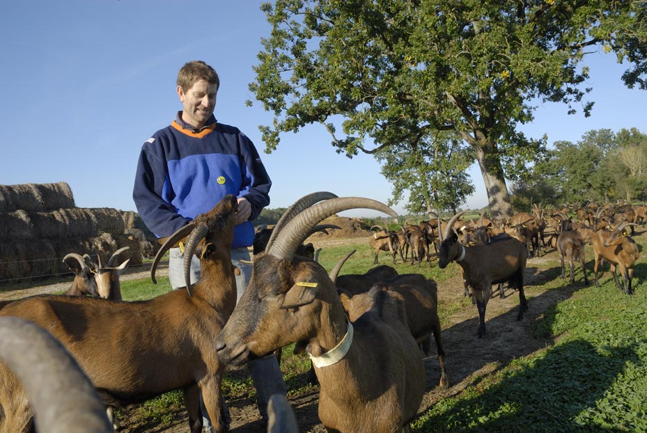 Sébastien avec les chèvres
