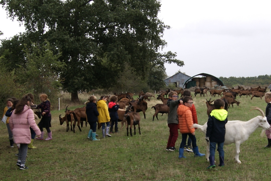 Enfants et chèvres au paturage - ferme pédagogique - visite de classe