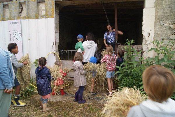 Nourissage des chevrettes